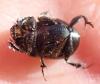 Onthophagus similis